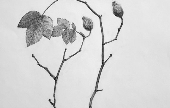rose branch drawing